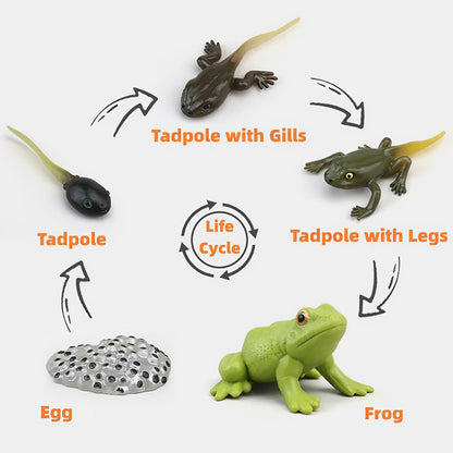 MIKNEKE Montessori Life Cycle Learning & Education Toys, Plastic Insect Ladybug Monarch Butterfly Tadpole to Frog Kit Life Cycle Toys for Kids, Preschool Learning Activities for Toddlers