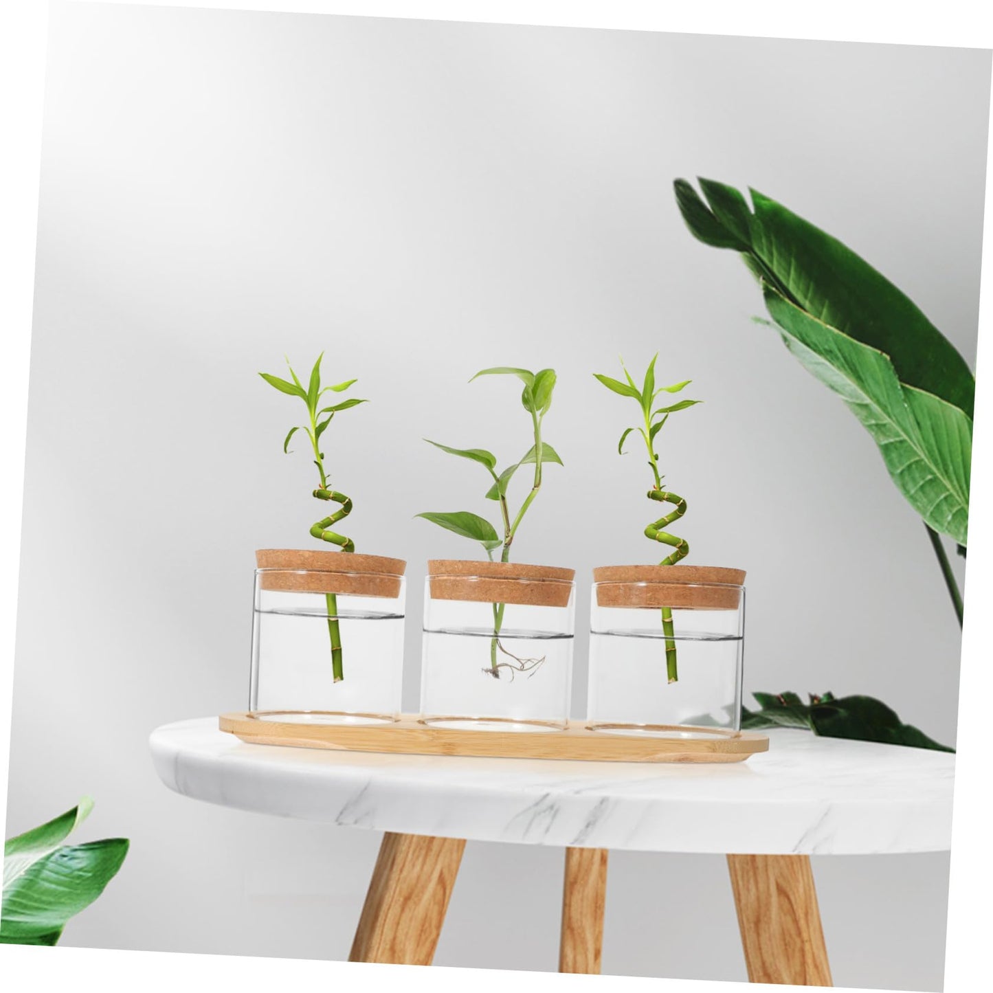HEMOTON 3-Piece Glass Plant Terrarium Set with Bamboo Stand Hydroponics Planter for Indoor Succulents and Air Plants Decorative Tabletop Vases