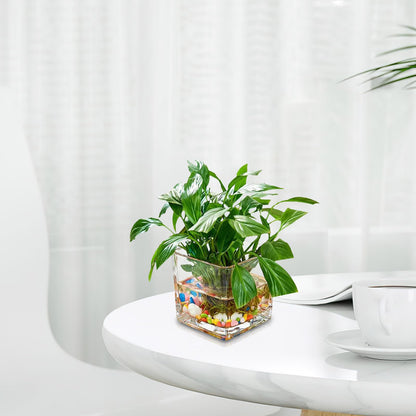 INOOMP Square Glass Hydroponic Vase 10x10cm Thick Cube Flower Vase for Home Desk Decor, Glass Plant Terrarium Bottle for Modern Indoor Gardening