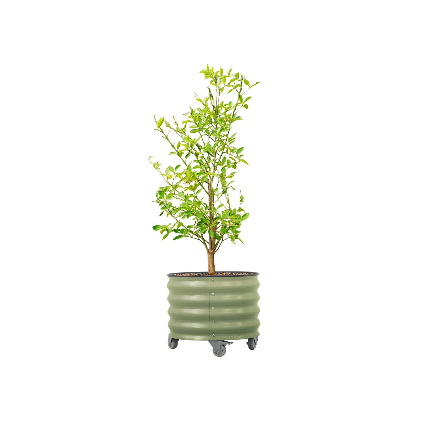 Rolling Metal Citrus Tree Planter Pot, 21″ Round Planter Box for Porch Patio & Backyard, 20 Gallon Large Planter Pot with Wheels for Growing Olive Trees Tomatoes Vegetables and Flowers, Olive Green