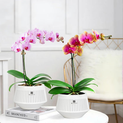 Meshpot 5 inch Orchid Pots with Holes for Repotting,Set of 1,Decorative African Violet Pots with Air-Pruning and Good Air Circulation,Plastic White Orchid Planter with Saucers