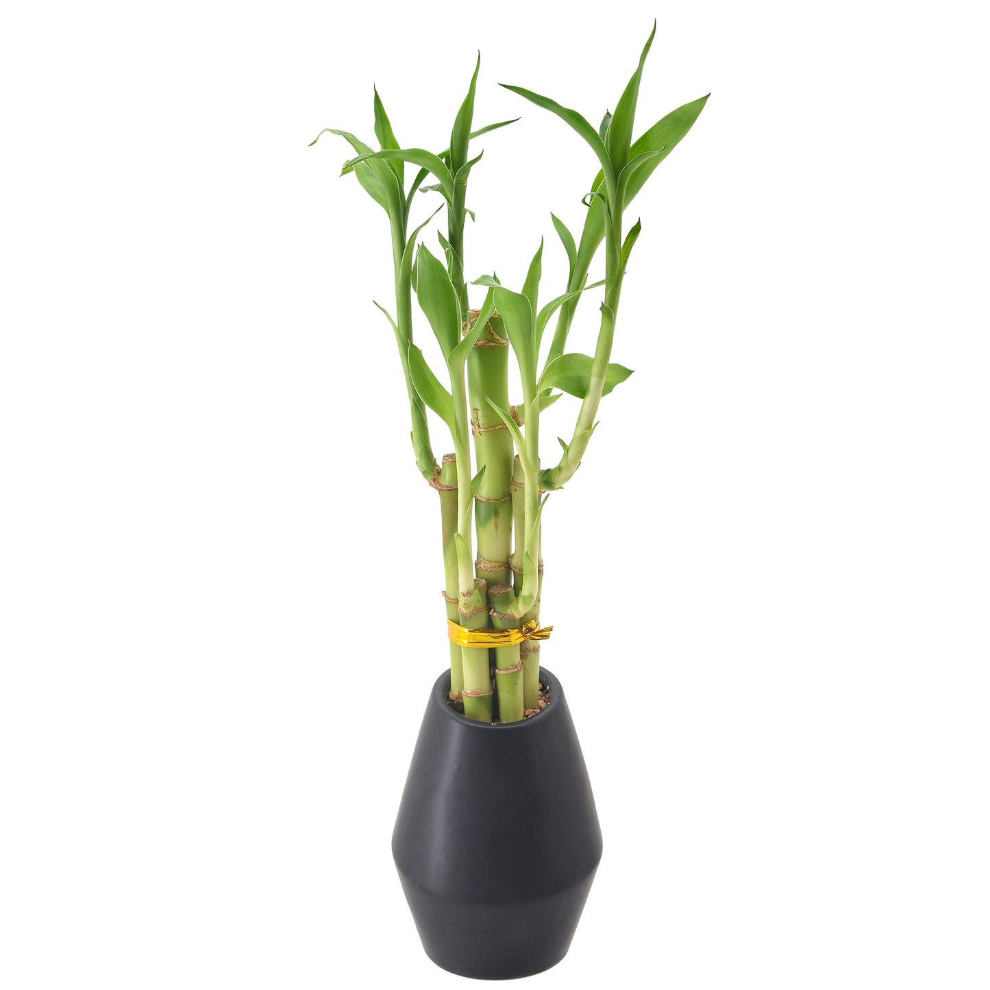 Arcadia Garden Products 5-Stem Lucky Bamboo, Live Indoor Plant in Dimension II Ceramic Planter for Home, Work, or Gift, Black ***Cannot Ship to Hawaii***