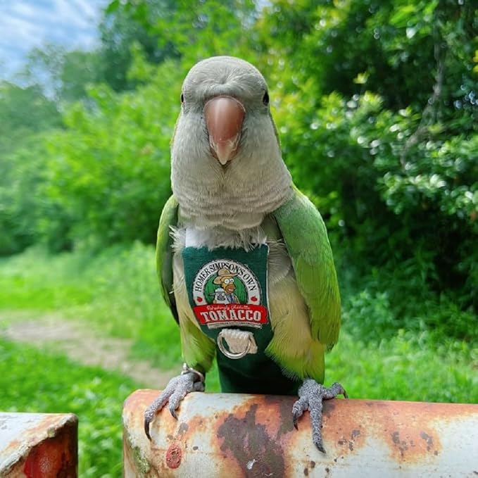 PARREN Bird Clothes Parrot diapers bird flight suits, reusable waterproof diapers pet bird supplies (XL), Green