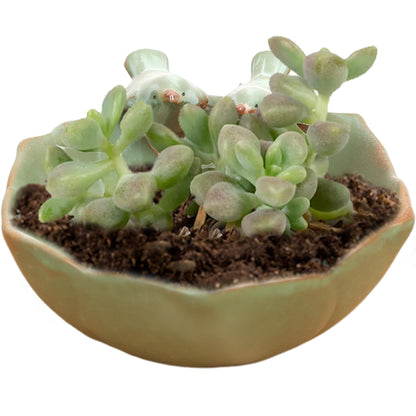 Uanqfegy Ceramic Round Hollow Planter with 2 Adorable Birds Succulent Planter – Suculentas Pot DIY Flower Planting Garden Pots for Home Indoor Outdoor Garden Decor