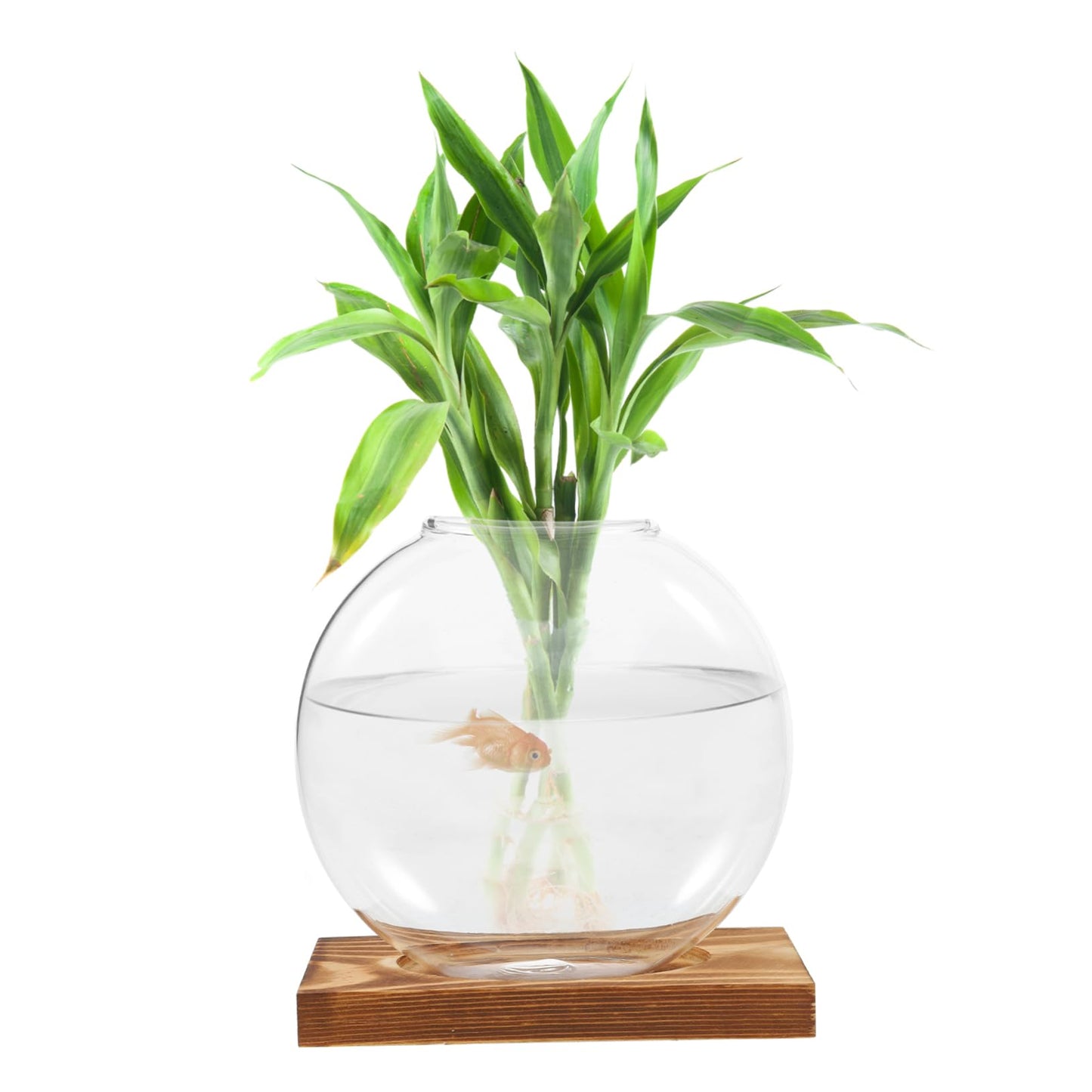 ANDRESLAD Hydroponic Vase with Wooden Base Transparent Glass Plant Propagation Station for Indoor Plants Terrarium Small Desktop Planter Root Observation Decorative Home Decor