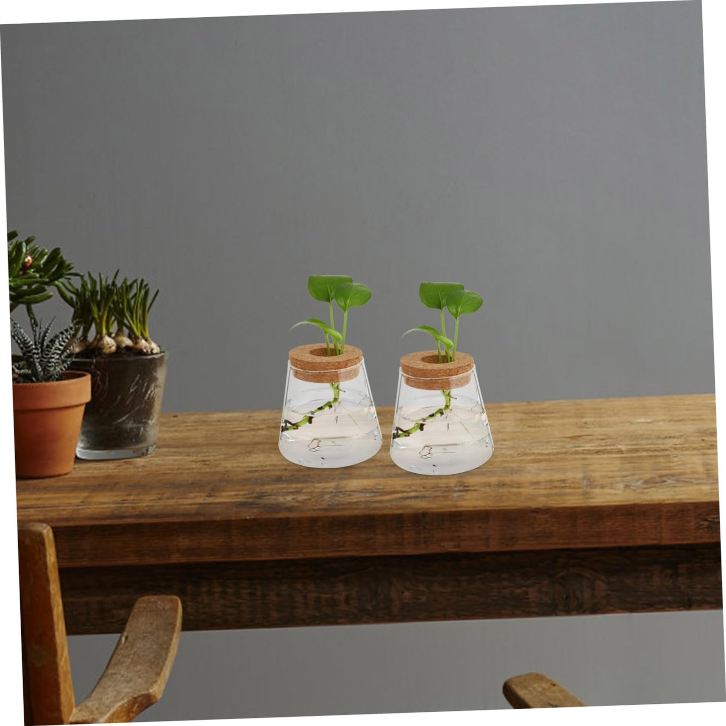 EPIGEIST 2Pcs Hydroponics Vase Planter Chic Desktop Glass Terrarium for Home Office Decor Plant Holder for Observation Growth Design