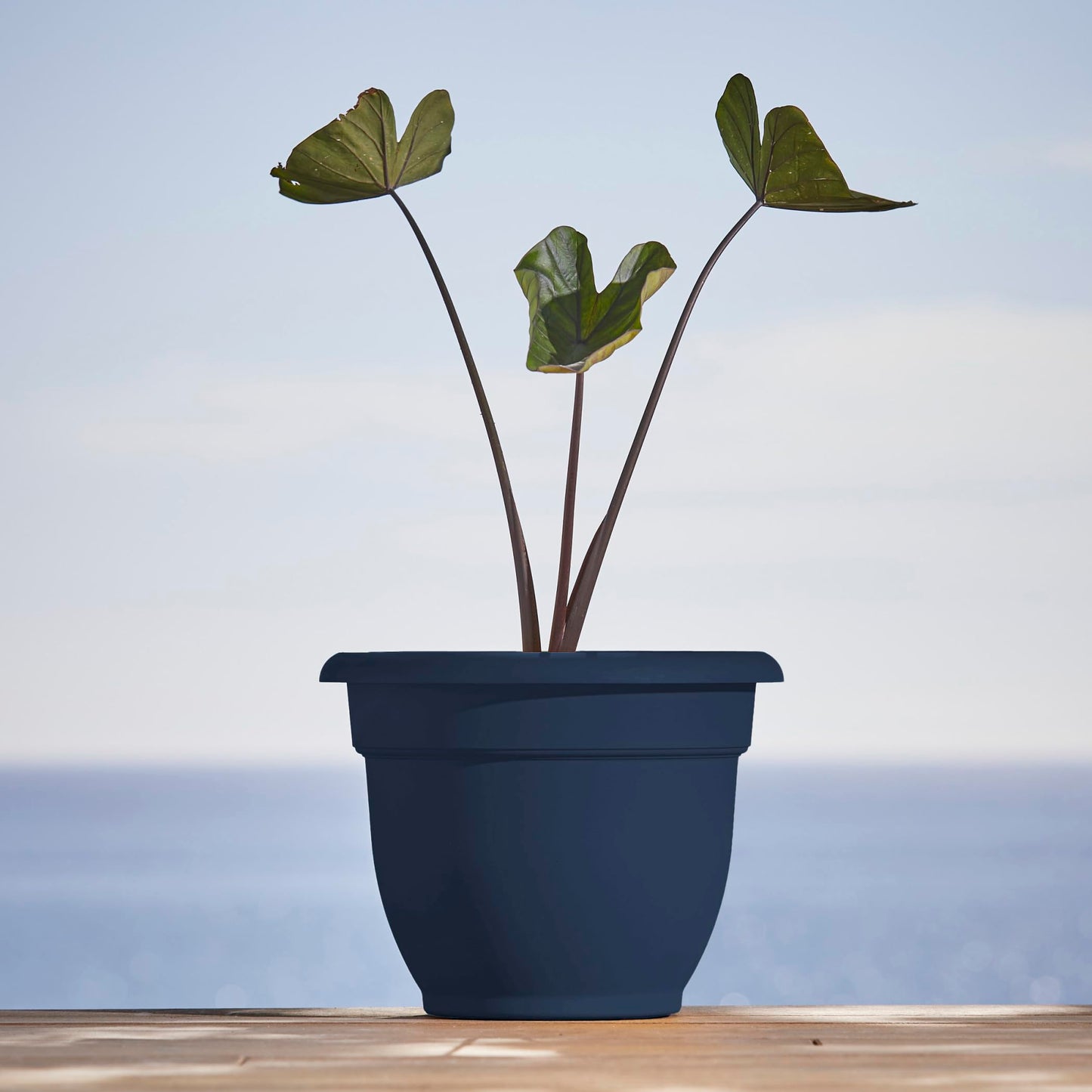 Bloem Ariana 12" Self-Watering Plastic Planter - Rolled Rim Indoor/Outdoor Garden Pot, Navy, 2-Pack