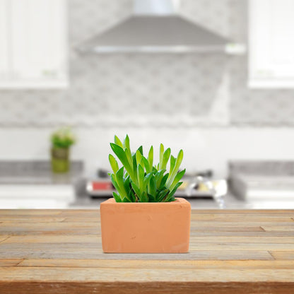 BESTOYARD 3 Pcs Small Square Terracotta Planters with Drainage Holes 3.54X1.96 Inch Clay Flower Pots for Indoor Outdoor Gardening and Succulent Plants