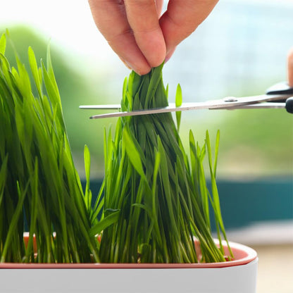 Londehuhai 3pcs Cat Grass Planter, Plastic Catnip Cat Grass Box Wheatgrass Planting Trays Hydroponic Ca-t Gras-s Growing Kits Nursery Ca-t Plant Garden Pots for Indoor/Outdoor Use(Color:3)