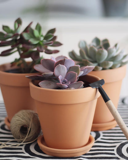 3.5 Inch Terracotta Plant Saucer - 6 Pcs Mini Terra Cotta Saucer for Indoor & Outdoor Plants, Plant Drip Trays Perfect for 2 Inch 2.5 Inch Flower Pots