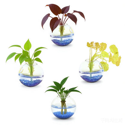 OQUQO 4 pcs Glass Wall Hanging Planter, Oval Terrarium Vase, Propagation Station for Hydroponics, Indoor Plants, Home Office Decor (Large)