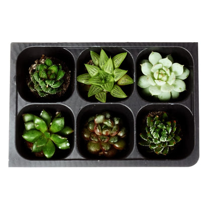 The Hydroponic City Seed Starter Tray, 720 Cells (120 Trays - 6 Cells Per Tray) + Plant Stakes