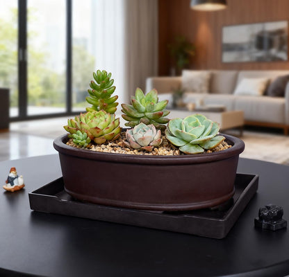 MUZHI Unglazed Natural Clay Bonsai Pot with Drip Tray, Oval Vintage Bonsai Tree Planter with Drainage for Bonsai Training Succulent Arrangement (Oval)