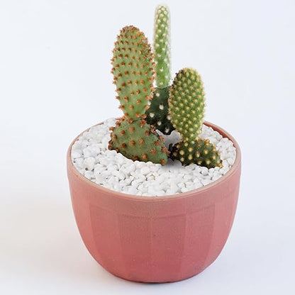 Pulovin 5 lbs White Aquarium Gravel, 1/5 Inch White Rocks for Plants, Small Pebbles for Vases, Succulents, Bamboo, Natural Decorative Pebbles for Plants Drainage, Cactus, Crafts