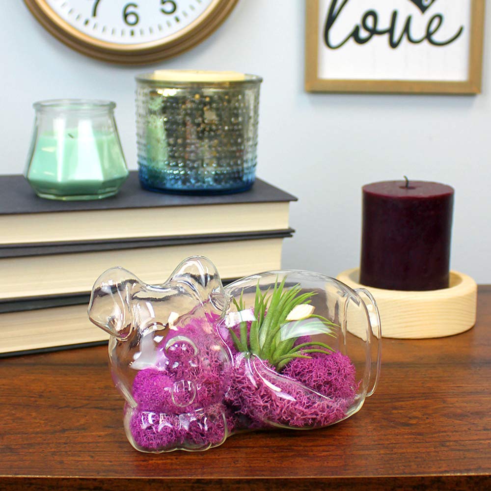 5.75" Puppy Dog Shaped Glass Terrarium Kit with Live Tillandsia Air Plant and Bright Colored Reindeer Moss (Pink)