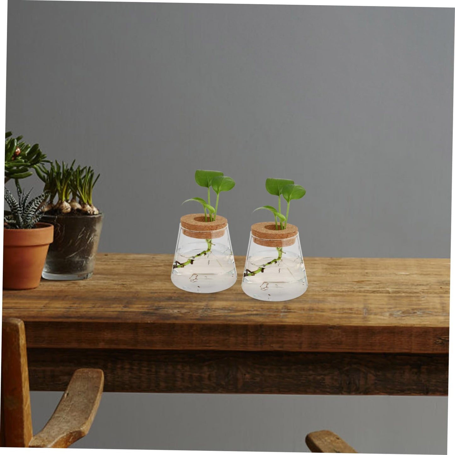 MAGICLULU 2Pcs Glass Terrarium for Hydroponics Plants Desktop Vases with Smooth Glass Craftsmanship Stylish Plant Propagation Jars for Home Office Decoration