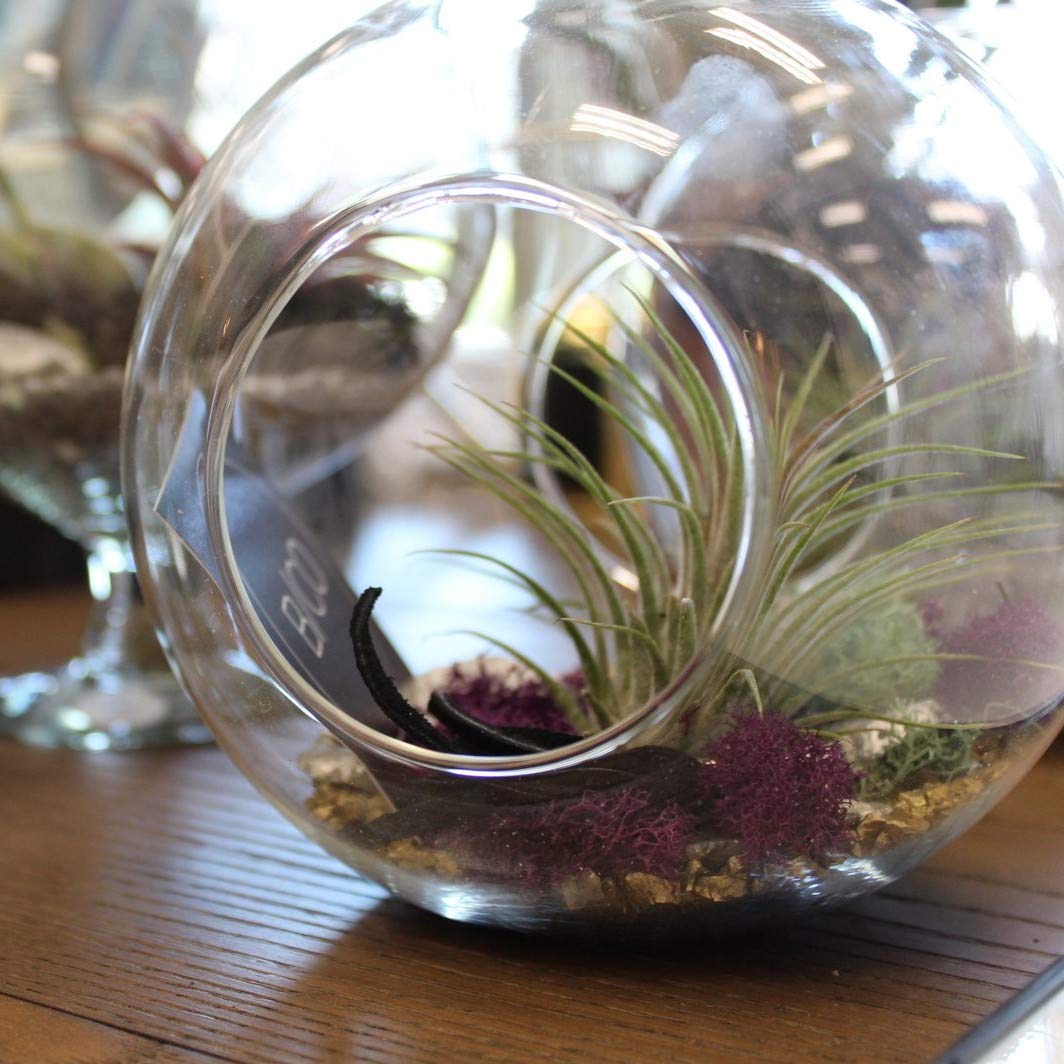 WGV Planter Terrarium, Width 8" Height 8", Clear Round Glass Vase Container with Two Side Opening, DIY Air Planter, Votive Candle Holder for Decor, 1 Piece
