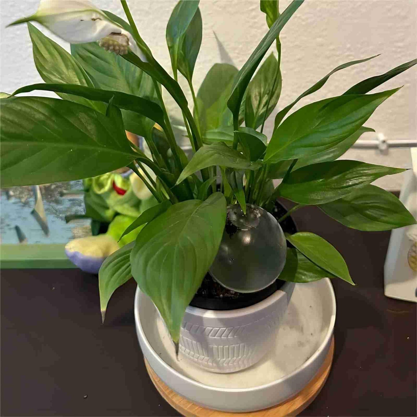 HAKZEON 8 PCS Plant Watering Globes - Large Plastic, Clear Automatic Drip Water Bulbs for Indoor/Outdoor Plants