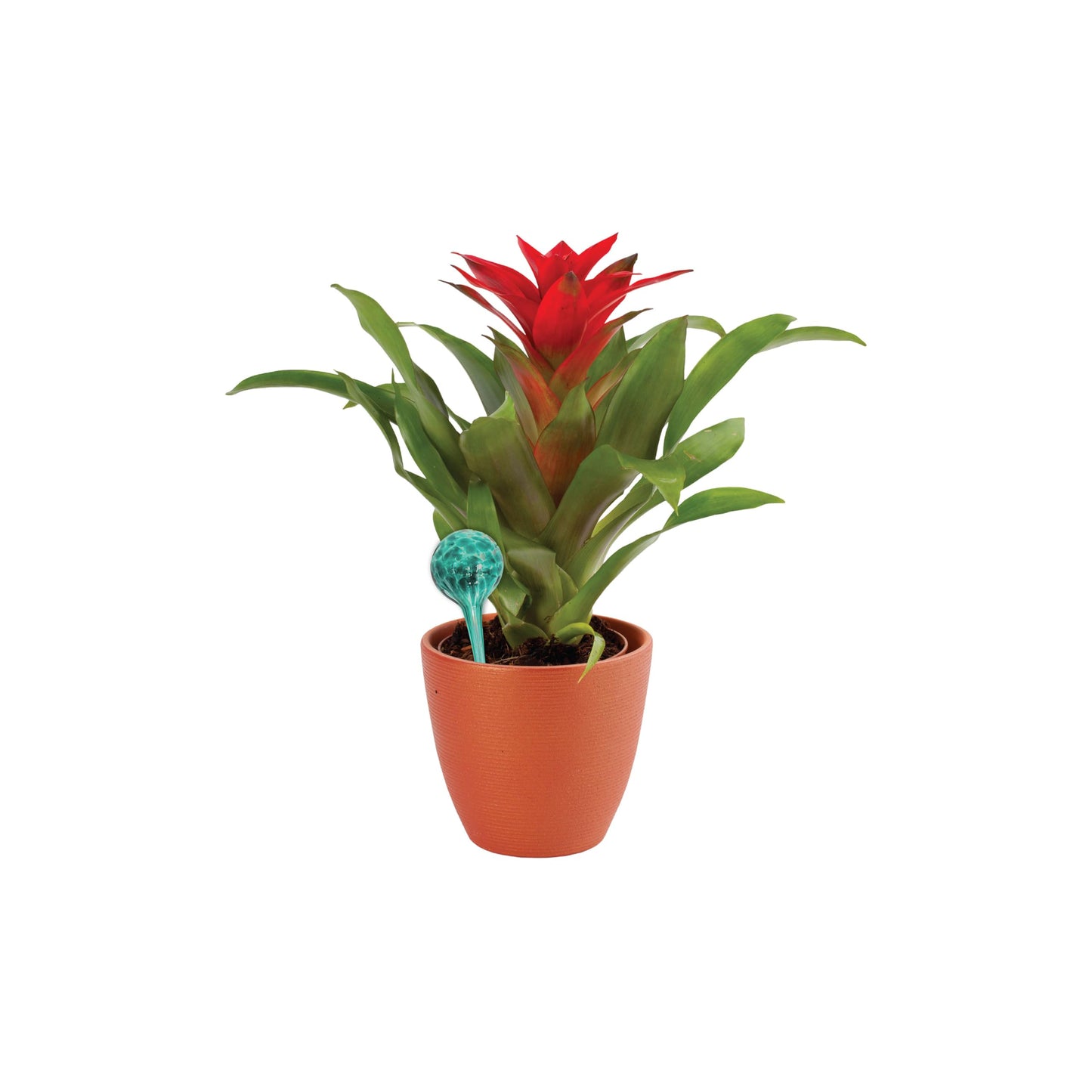Wyndham House 4-Piece Watering Globe Set, Colorful Hand-Blown Glass Plant Watering System