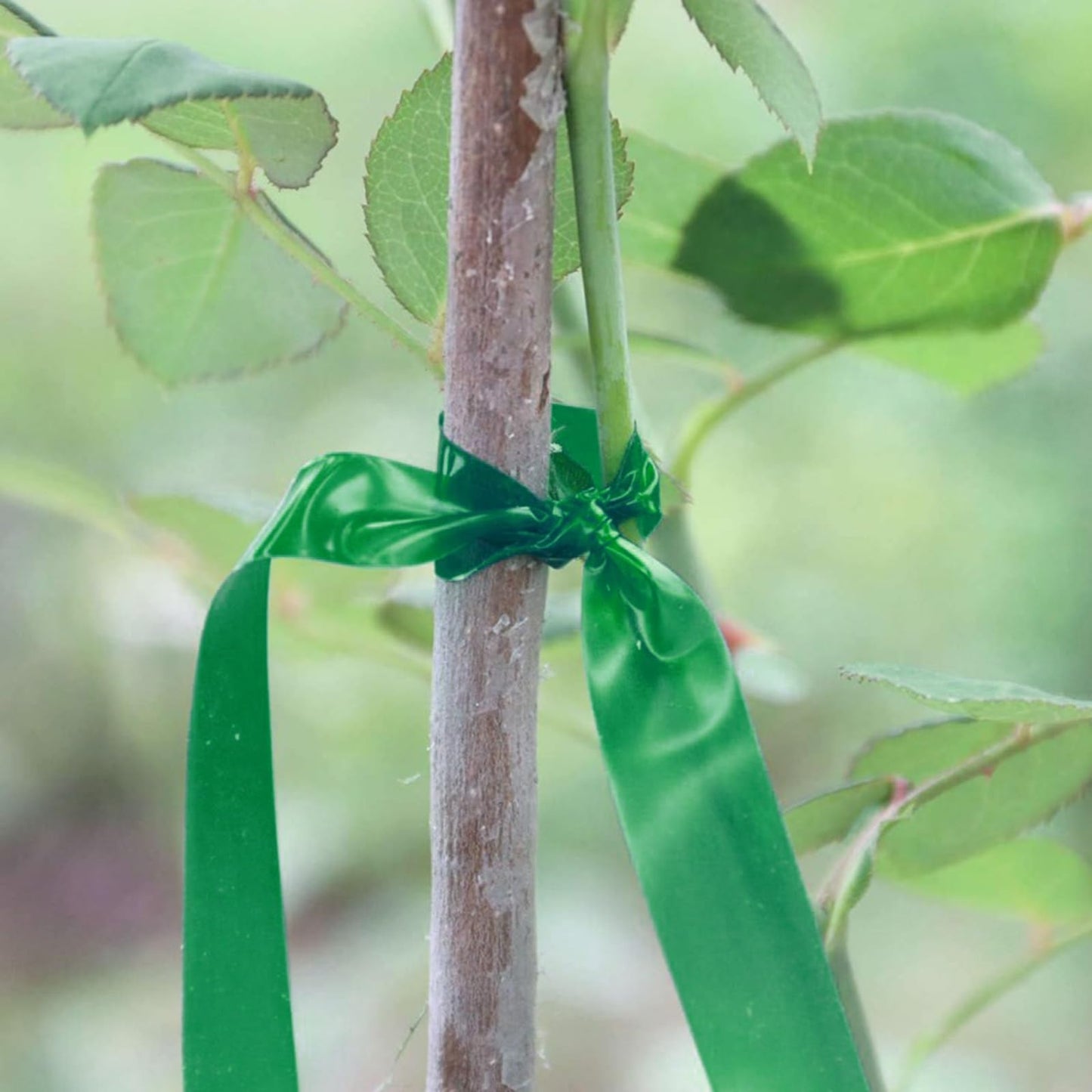 20 Rolls 1640 FT Green Plant Grafting Tape+10000Pcs Staples for Plant Tying Machine,Nursery Tree Tape Support for Climbing Plants Indoor Outdoor, Tree, Vegetables, Branches
