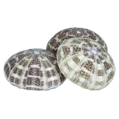 Alfonso Sea Urchins Shells for Air Plants - 3 Alphonse (3-4") Sea Urchin Shells - Hanging Air Plant Holder - Air Plants Live Holders - Air Plant Pot - No Plants Included