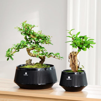 Meshpot 8 Inch Bonsai Pots with Drainage Tray, Set of 1, Plastic Imitate Ceramic Bonsai Tree Pot with Excellent Airflow, Large Succulent Pots for Indoor Plants, Juniper, Ficus, Chinese Elm, Cactus