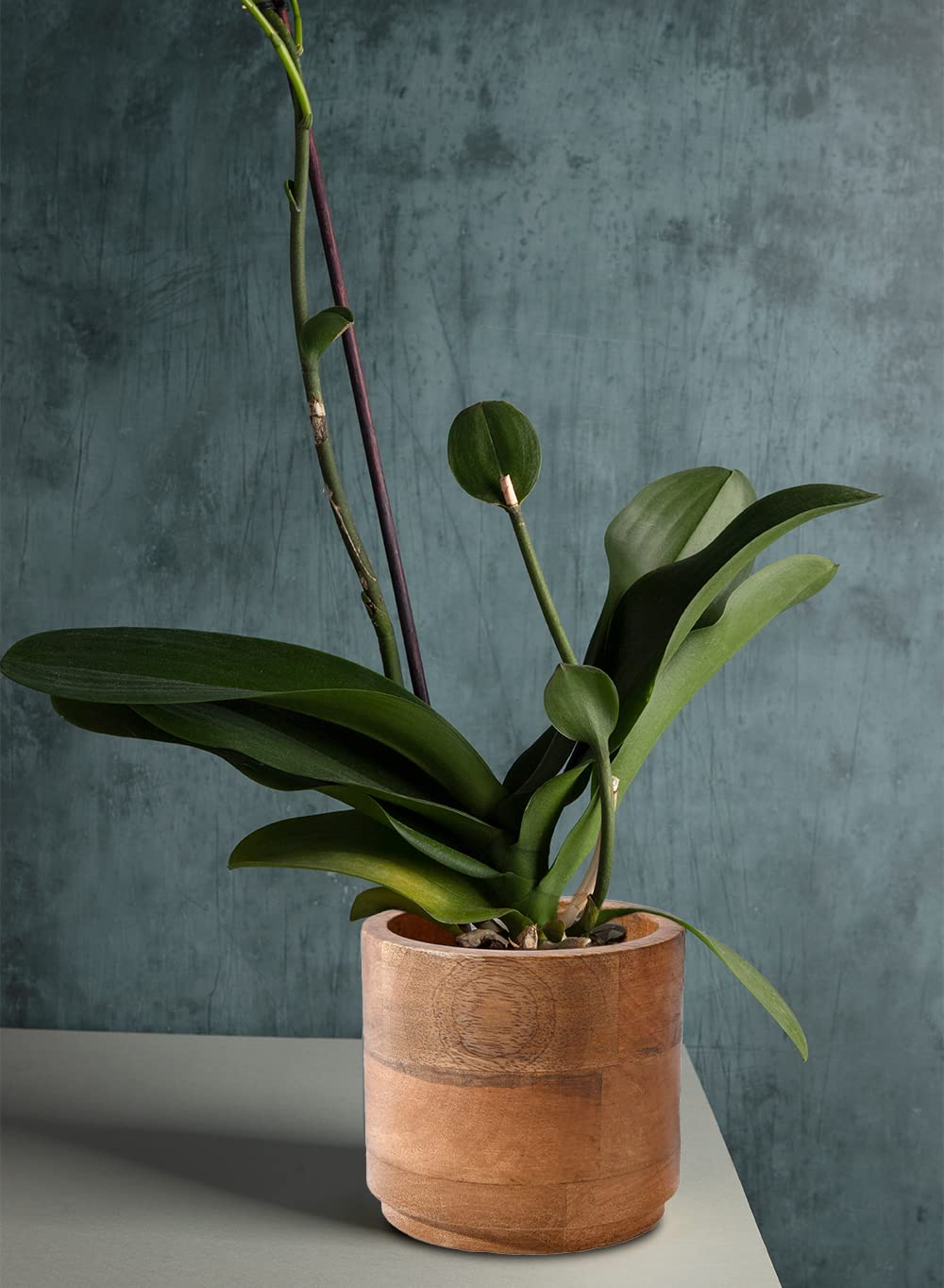 Serene Spaces Living Small Mango Wood Cachepot, Natural Wooden Pot for Faux Flowers & Plants, Potted Indoor Plants, Home, Office, Restaurant Decor, Measures 4.75" Diameter & 4.5" Tall