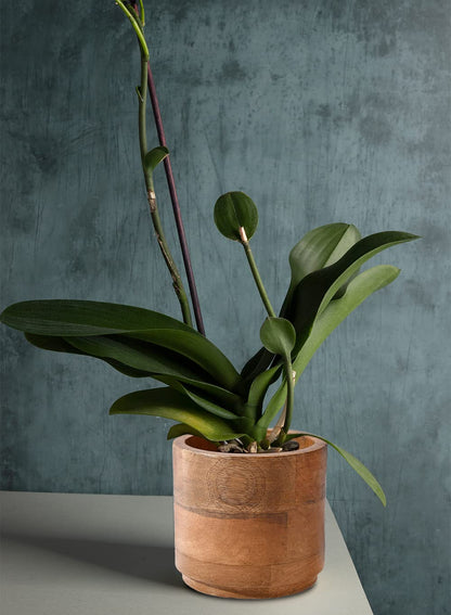 Serene Spaces Living Small Mango Wood Cachepot, Natural Wooden Pot for Faux Flowers & Plants, Potted Indoor Plants, Home, Office, Restaurant Decor, Measures 4.75" Diameter & 4.5" Tall