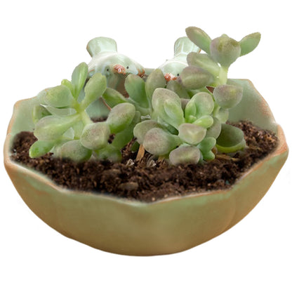 HDBHSBE Suculentas Pot with 2 Adorable Birds Planter DIY Flower Planting Garden Pots Ceramic Round Hollow Planter for Home Indoor Outdoor Garden Decor Pots