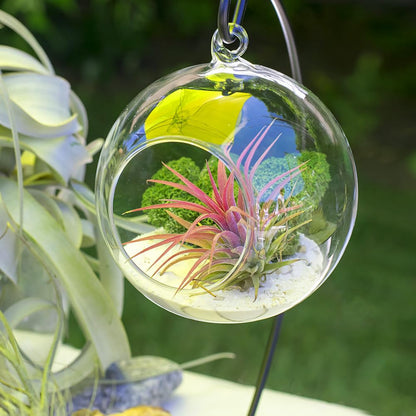 Air Plant Terrarium Kit with Stand, Hanging Glass VaseTerrarium Globe with Metal Ornament Display Stand Tabletop Glass Terrarium for Air Plants Small Plants