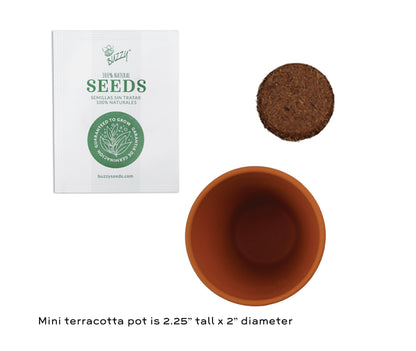 BUZZY Seeds Mini Terracotta Pots 12-Pack Daydream Forget-Me-Not Flowers, All-in-One Seed Starter Kits, Indoor Outdoor Gardening Gift, Wedding Favors, Seeds for Planting Flowers