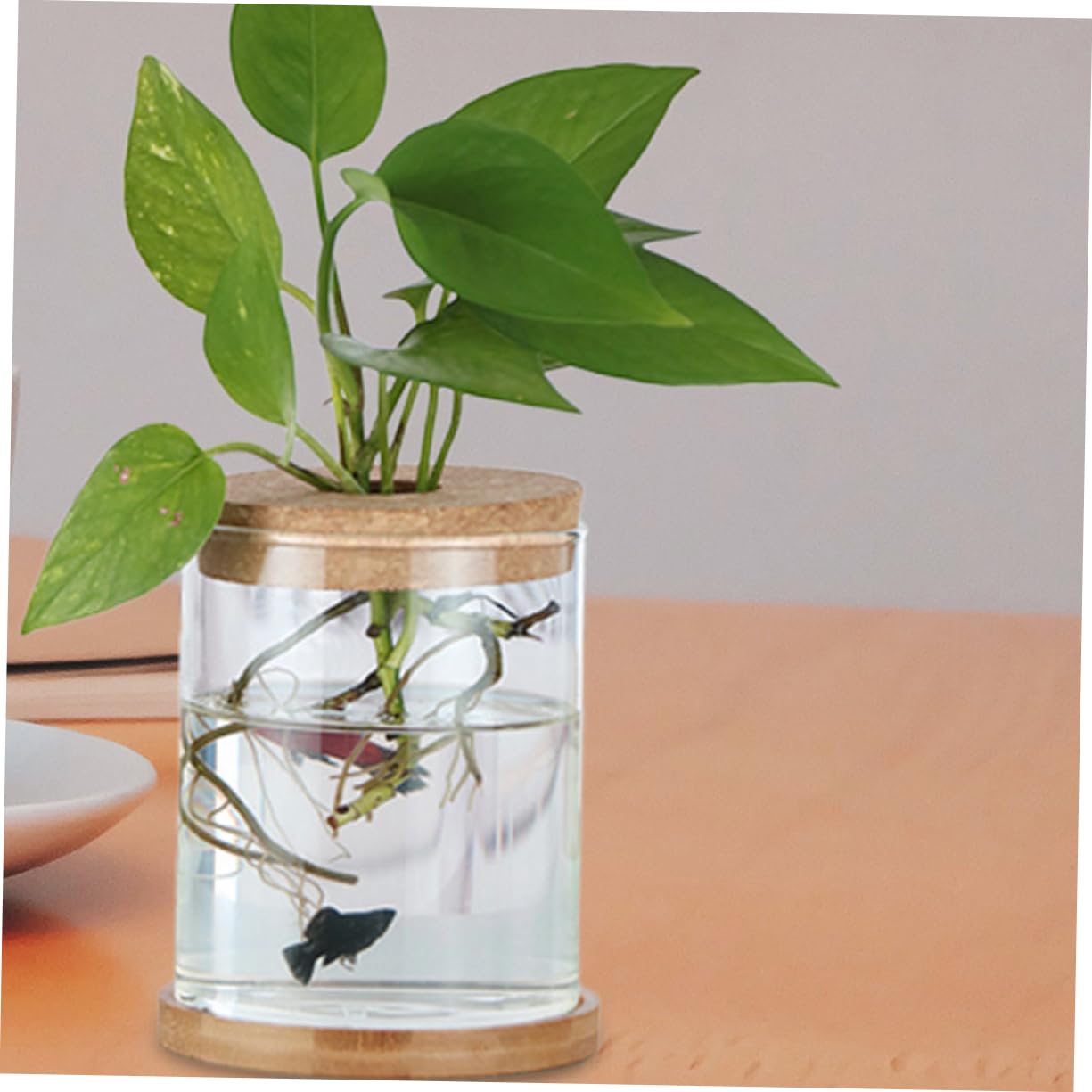 Cabilock 6Pcs Cork Lids for Hydroponic Vases Sustainable Transparent Glass Stoppers for Terrarium and Plant Propagation for Indoor Home Decor Elegant Micro Landscape Display