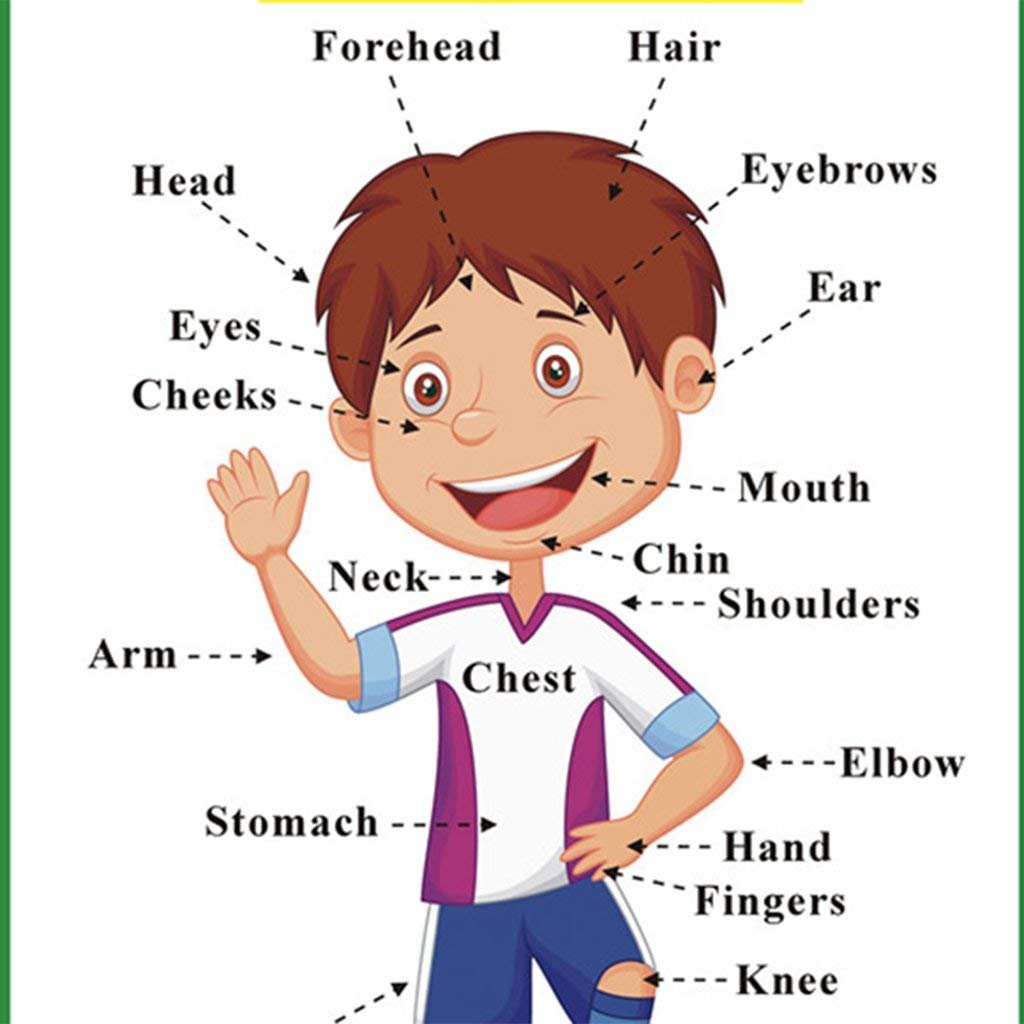 SANTSUN 2 Pcs of Set Educational Preschool Poster for Toddlers and Kids|Great for Nursery Homeschool Kind Classroom decorations|School Wall Decor- Transportation,Body Parts (17x24in)