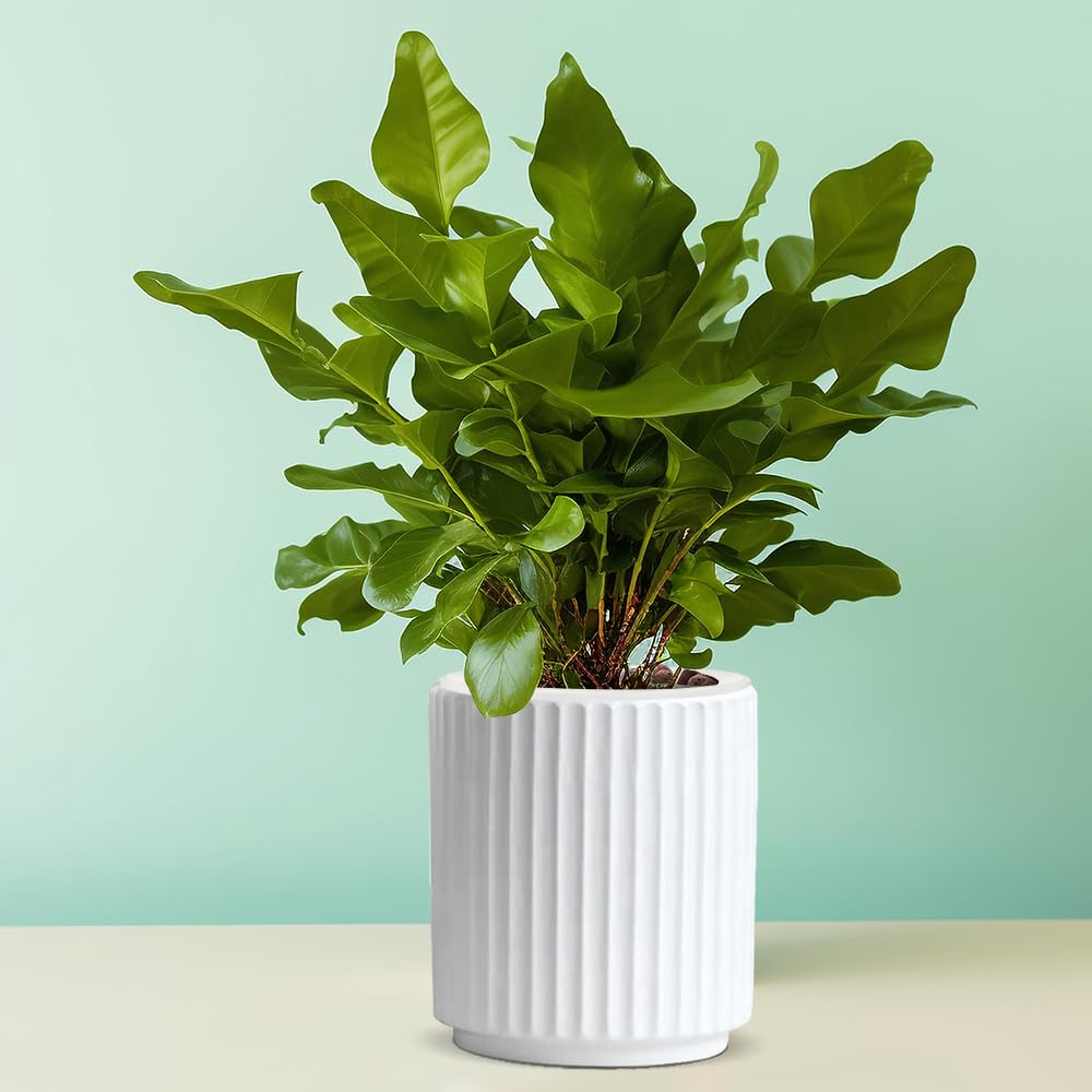 MUZHI Double Layer White Ceramic Orchid Planter with Saucer, Orchid Pots with Holes 4.6" Set of 2, Modern Minimal Cylinder Striped Plant Pot with Drainage 4.6” (White)