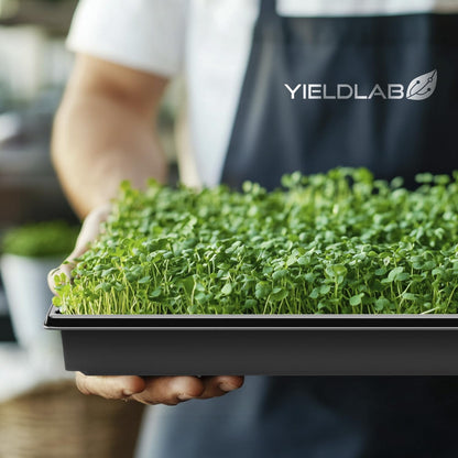 Yield Lab 10x20 Inch Black Plastic 10 Pack Plant Propagation Tray – Growing Trays for Garden, Planting, Seedling, Soil & Hydroponic Horticulture - Microgreen Trays Grow Plants - No Drain Holes