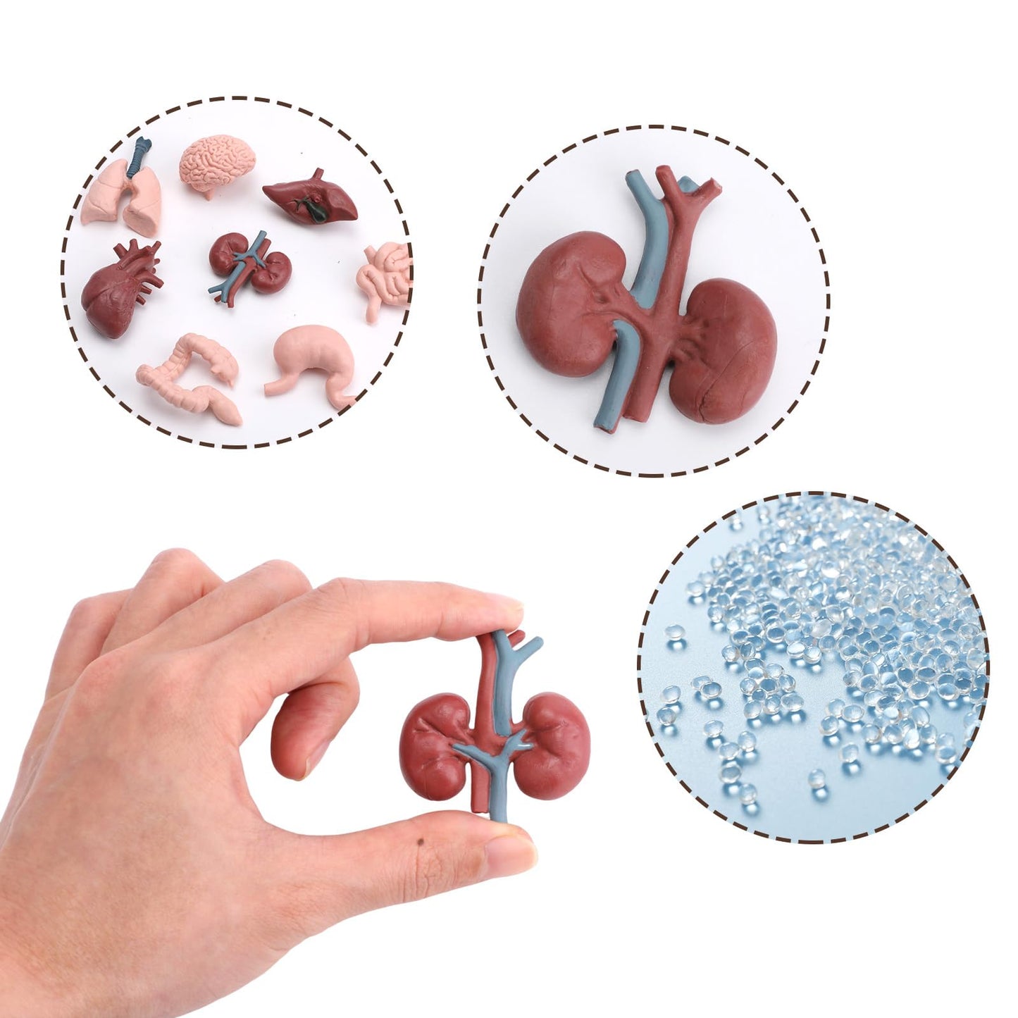 16PCS Mini Human Body Model,Miniatures Body Parts Anatomy Sets,3D Model Study Tools Kit for Anatomy Physiology Study Tools for Learning(2pcs per Model)
