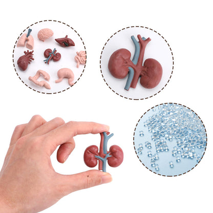 16PCS Mini Human Body Model,Miniatures Body Parts Anatomy Sets,3D Model Study Tools Kit for Anatomy Physiology Study Tools for Learning(2pcs per Model)