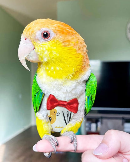 UKJENT Bird Diaper Protective Parrot Nappy 2 Pack, Reusable Flight Suit with Waterproof Inner Layer, Washable Cute Urine Wet Suit for Cockatiel Monk Parakeet Sun Parakeet Lory(S)