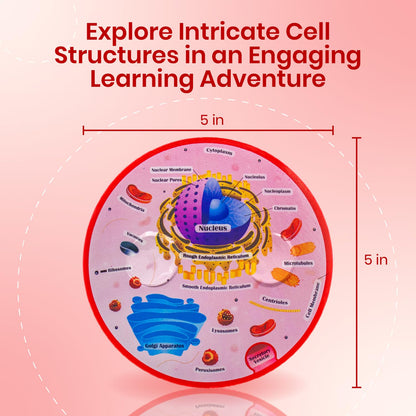 Merhoff & Larkin Animal & Plant Cell Cross Sectional Foam Models Bundle | Great for Classroom Learning, Teaching & STEM Kits | Clearly Labeled Organelles | Useful for Biology, Anatomy & Scie