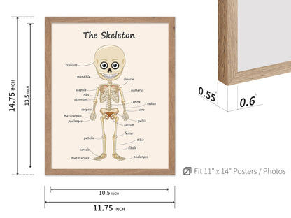 Poster Master The Skeleton Poster - Human Skeleton Print - Learning Materials Art - Science Art - Gift for Students & Teacher - Fun Decor for Classroom, Library or Nursery, 11x14 Beige Framed