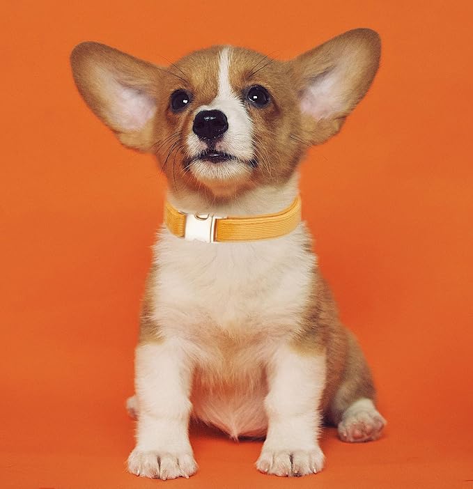 Soft Cotton Dog Collar with Metal Buckle Adjustable Heavy Duty Comfy Corduroy Collars for Small Medium Large Dogs,Orange,Large