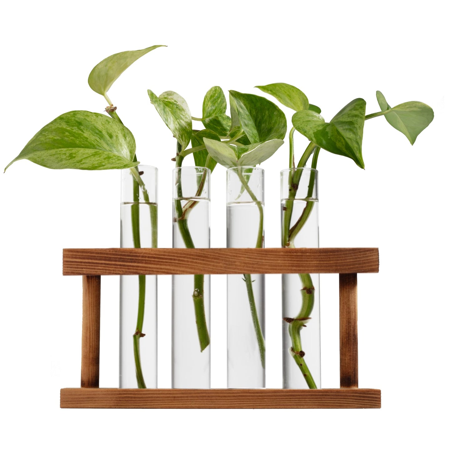 D'Eco Glass Plant Propagation Station (Set of 4 Tubes w Wooden Display) - Grow Hydroponics & Watch Them Grow Roots - Tabletop Vases for Spring Home & Office Decor for Plant Lovers