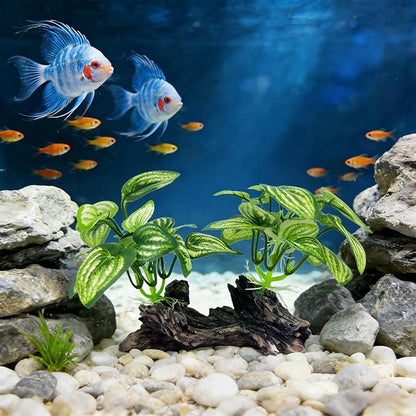 Aquarium Driftwood, Natural Fish Tank Decor for Betta, Reptile Hideout & Terrarium Ornament, Type-D
