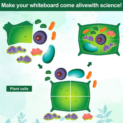 Leitee 18 Pcs Magnetic Plant Cell Model Kits Giant Teaching Resources Early Biology Cell Anatomy Model Life Science Teaching Aid for Whiteboard Learning Tools Educational Classroom Activities