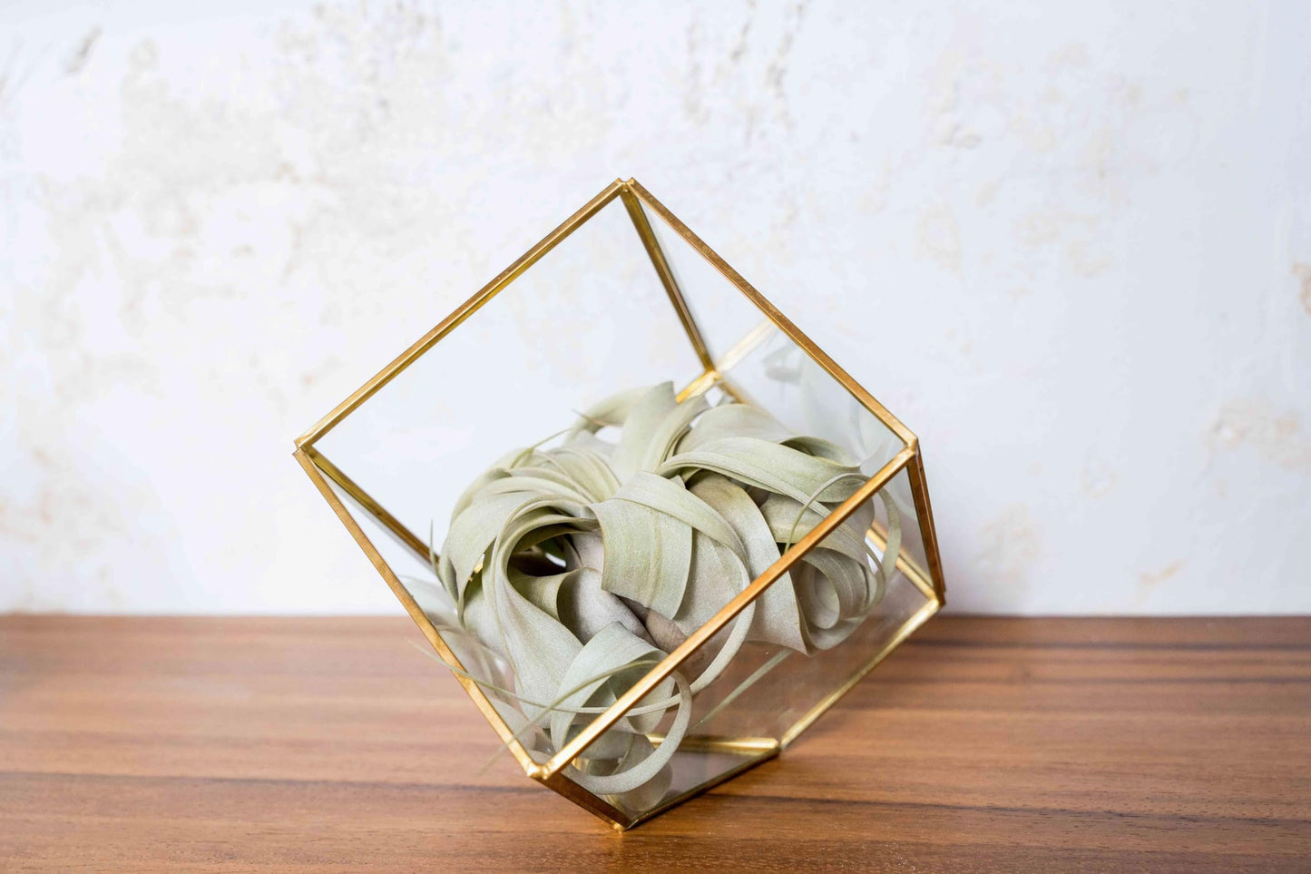 Air Plant Shop Heptahedron Geometric Glass Terrariums - Set of 2 Air Plants Holder-Tillandsia Red Abdita, Ionantha and Small Xerographica-Home and Garden Decor-Easy Care Indoor and Outdoor Plants