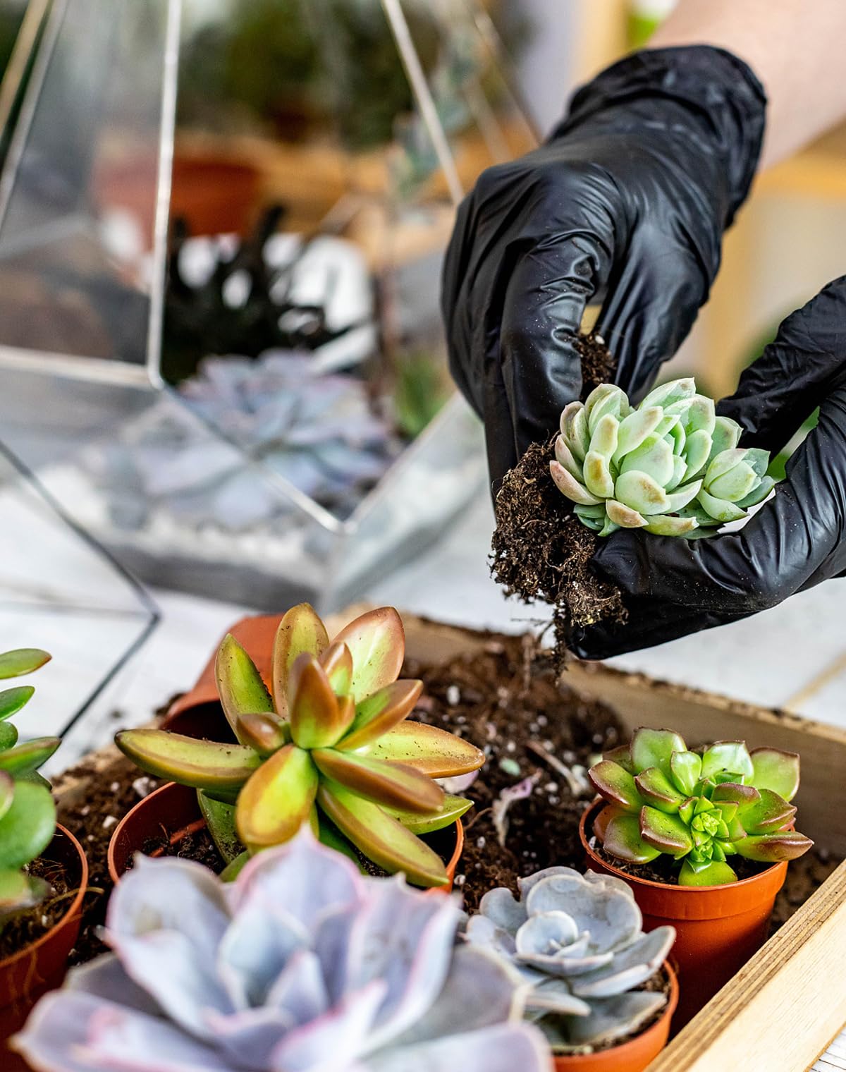 Succulent Tools and Plastic Succulent Pots