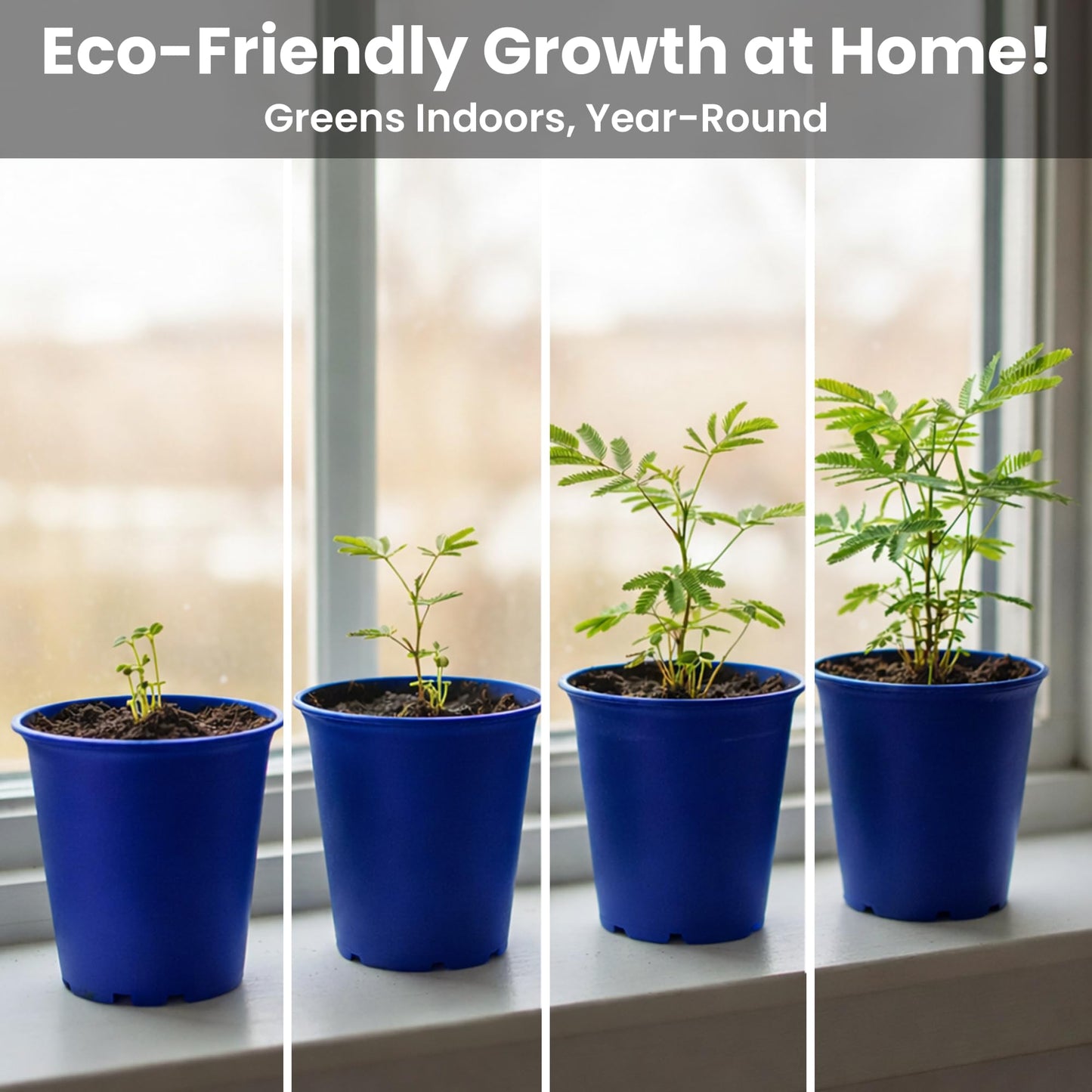 TickleMe Plant Deluxe Family Greenhouse Kit - Grow the Playful Plant that Closes Its Leaves When Tickled! Includes Mini Greenhouse, 3 Seed Packets, Soil Pellets & Pots - Fun Indoor Gardening Gift