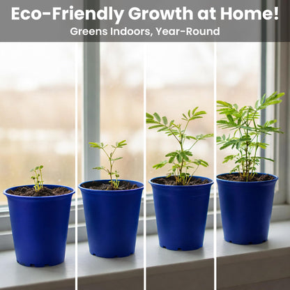 TickleMe Plant Deluxe Family Greenhouse Kit - Grow the Playful Plant that Closes Its Leaves When Tickled! Includes Mini Greenhouse, 3 Seed Packets, Soil Pellets & Pots - Fun Indoor Gardening Gift