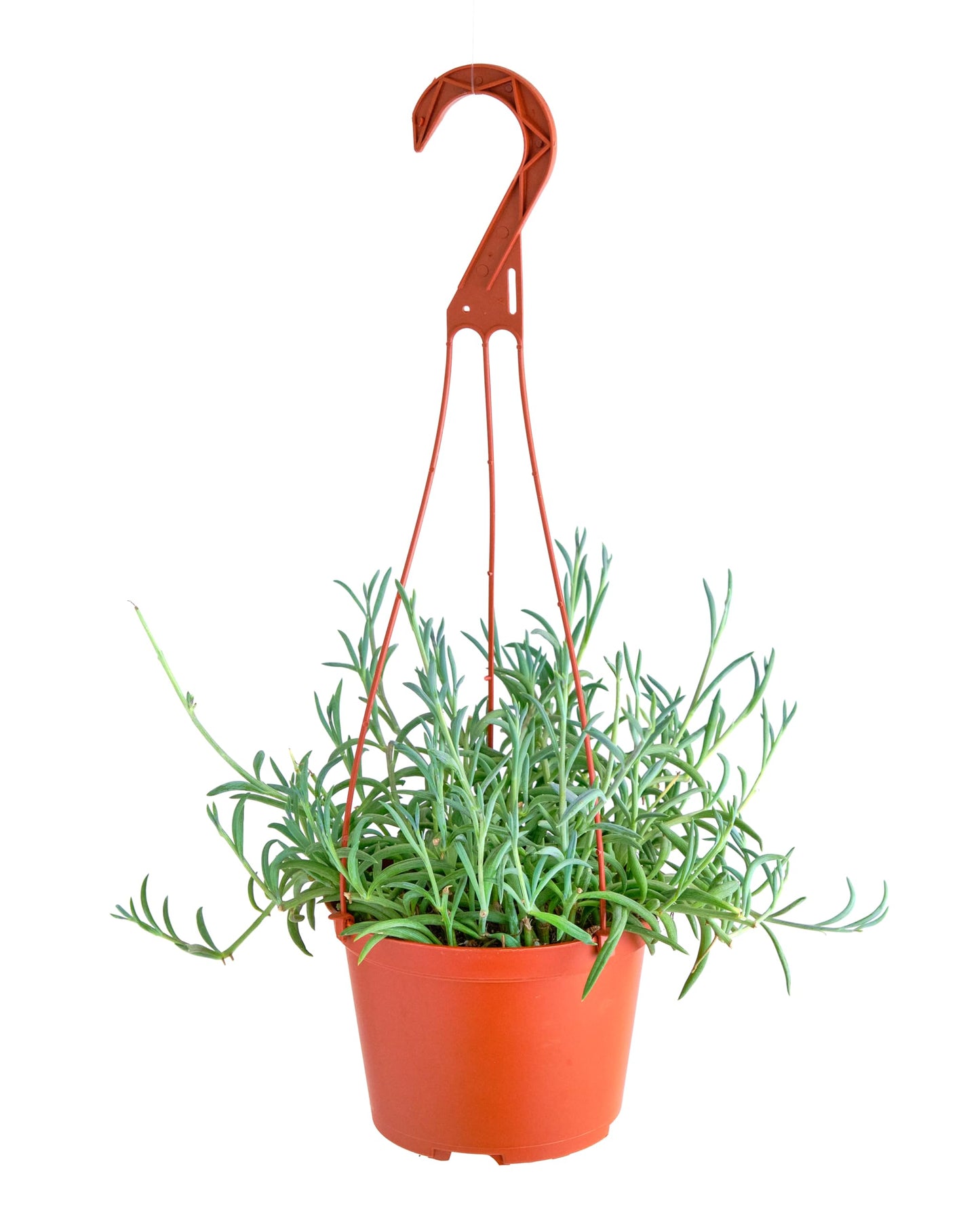 Shop Succulents String of Fishhooks Hanging Succulent, Senecio Radicans Glauca, Fully Rooted Live 6" Succulent Plant with Hanger, Low Maintenance Indoor Plant, Hardy Trailing Succulents, Gift & Garden