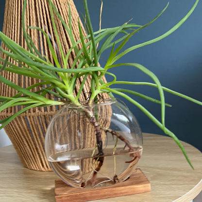 HAKZEON 4 Pack Desktop Round Glass Planter Hydroponics Vase, Glass Planter Terrarium Flower Vase with Wooden Stand, Propagated Plant Jars for Plants, Flower, Home Office Desktop Decor